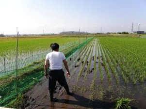 �g�삳��̓c��ځi�����_�@�j